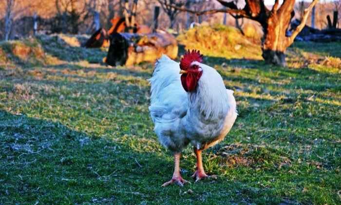 More than just a country feed store
