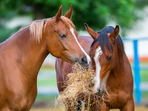 Horse Hay / Haylage