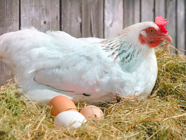 Poultry Bedding