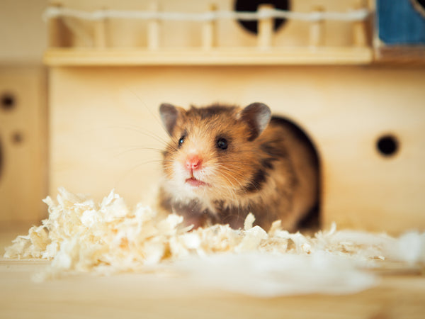 Small Pets & Birds Bedding