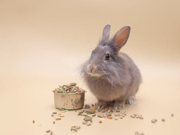 Small Pets & Birds Feed