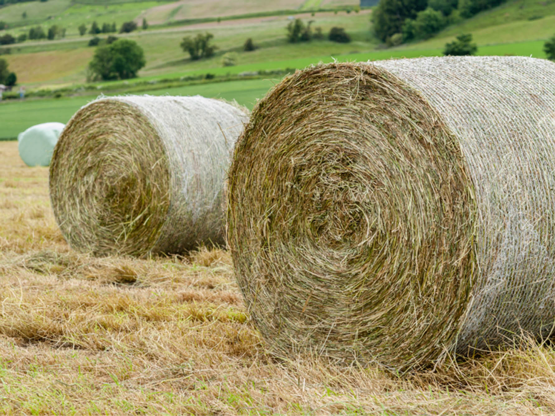 Std Round Bale Hay