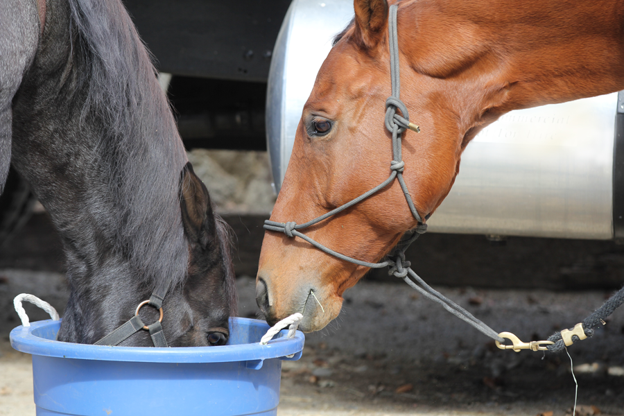 New Horse Feed Products available now