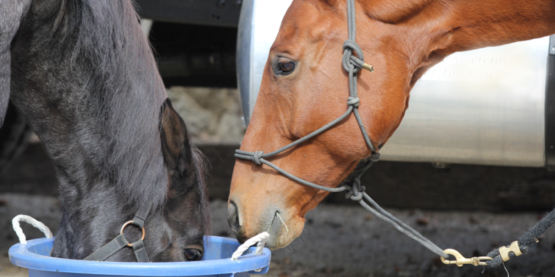 New Horse Feed Products available now